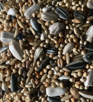 Garvo grote parkiet (5342)